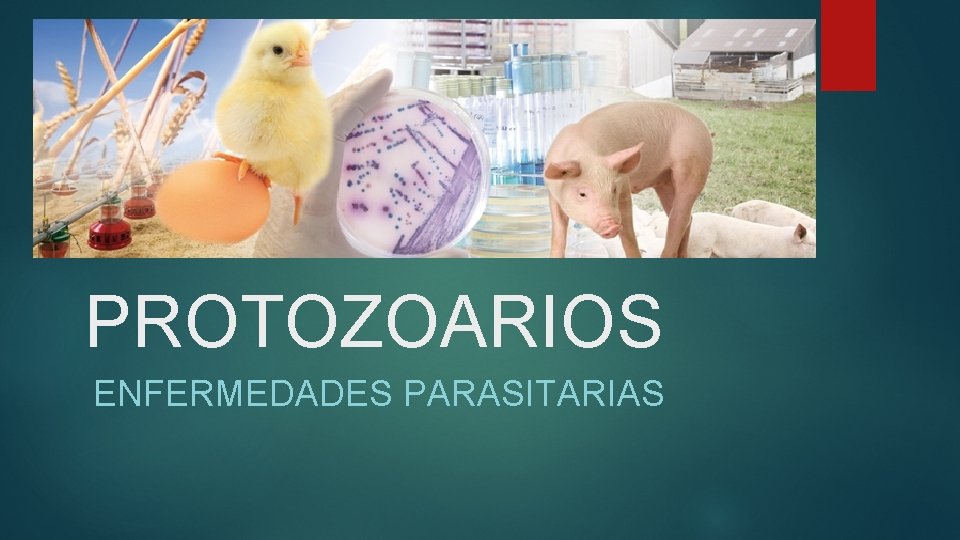 PROTOZOARIOS ENFERMEDADES PARASITARIAS 