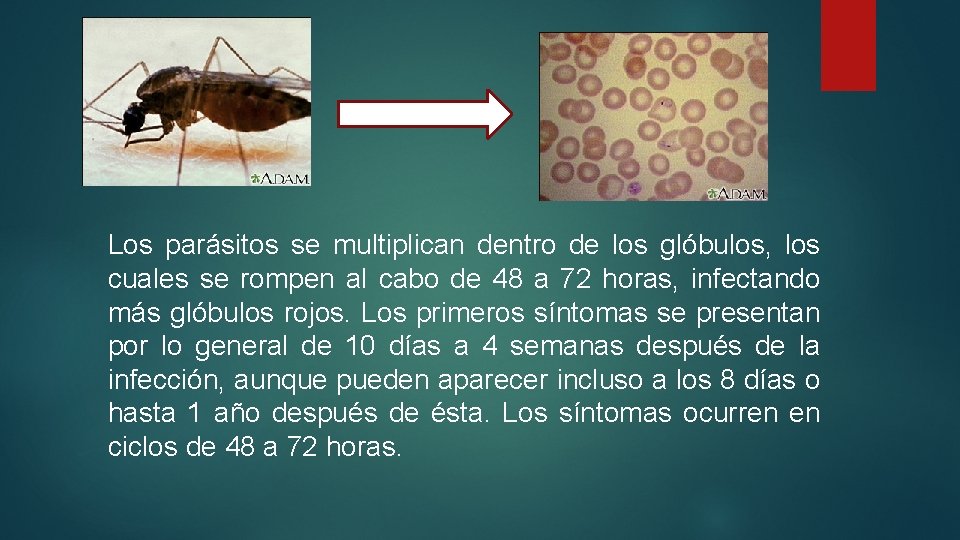 Los parásitos se multiplican dentro de los glóbulos, los cuales se rompen al cabo