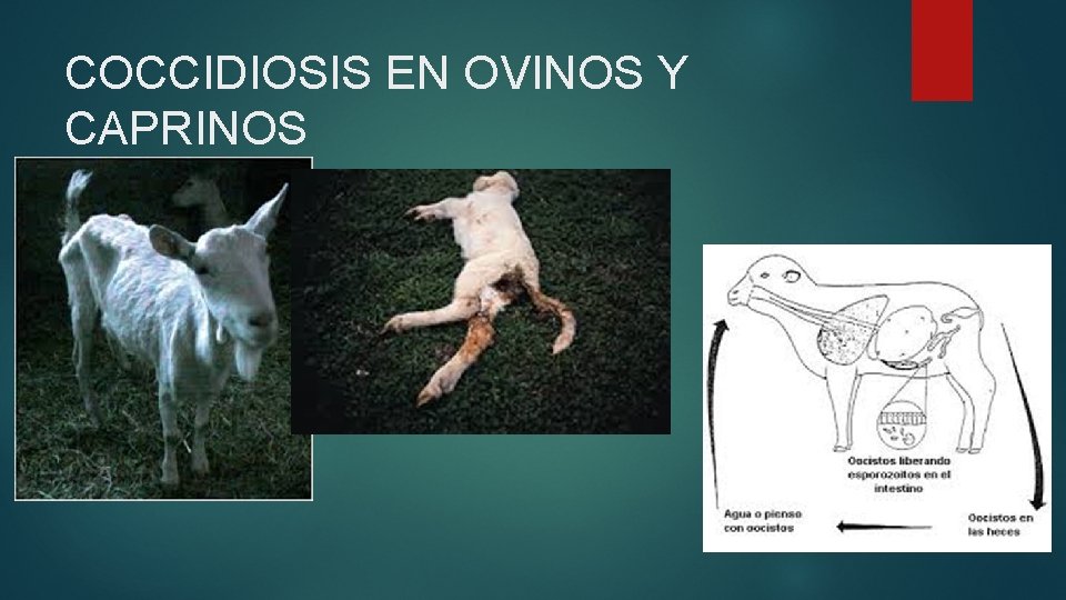 COCCIDIOSIS EN OVINOS Y CAPRINOS 