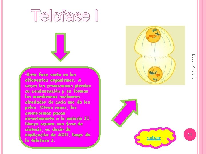 Meiosis Meiosis Diploteno Diacinesis Profase II Profase I