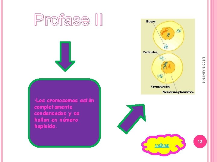 Profase II Débora Andrade • Los cromosomas están completamente condensados y se hallan en