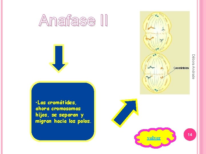 Anafase II Débora Andrade • Las cromátides, ahora cromosomas hijos, se separan y migran