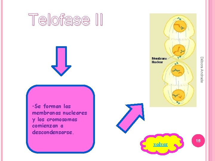 Telofase II Débora Andrade • Se forman las membranas nucleares y los cromosomas comienzan