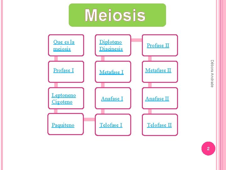 Meiosis Meiosis Diploteno Diacinesis Profase II Profase I