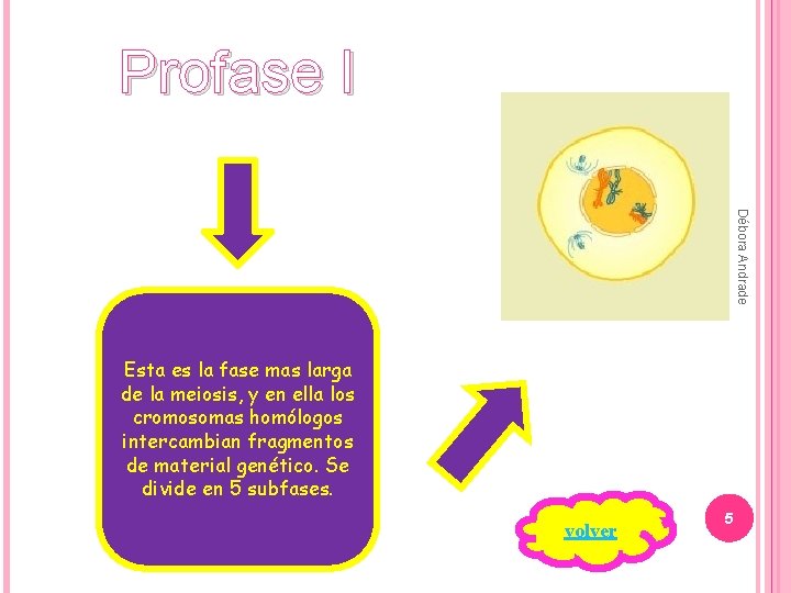 Meiosis Meiosis Diploteno Diacinesis Profase II Profase I