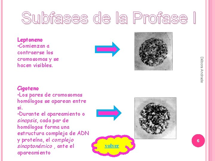 Subfases de la Profase I Cigoteno • Los pares de cromosomas homólogos se aparean
