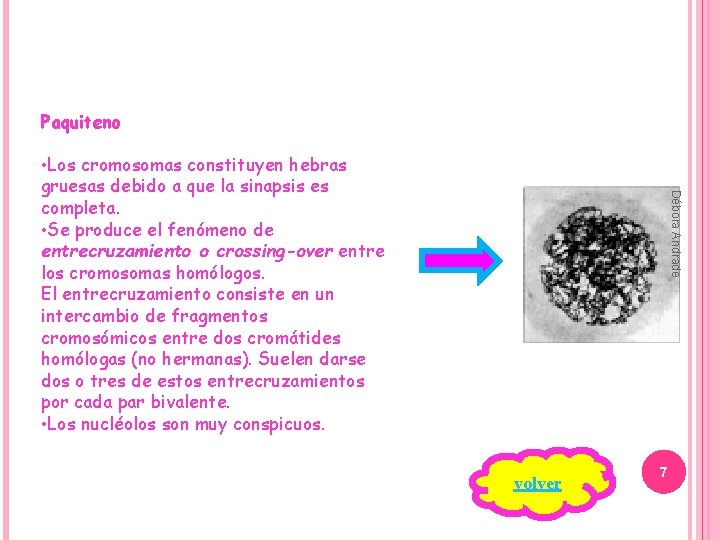 Paquiteno Débora Andrade • Los cromosomas constituyen hebras gruesas debido a que la sinapsis