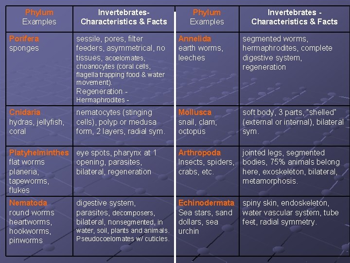 Phylum Examples Porifera sponges Invertebrates. Characteristics & Facts Phylum Examples sessile, pores, filter feeders, Phylum Examples Porifera sponges Invertebrates. Characteristics & Facts Phylum Examples sessile, pores, filter feeders,