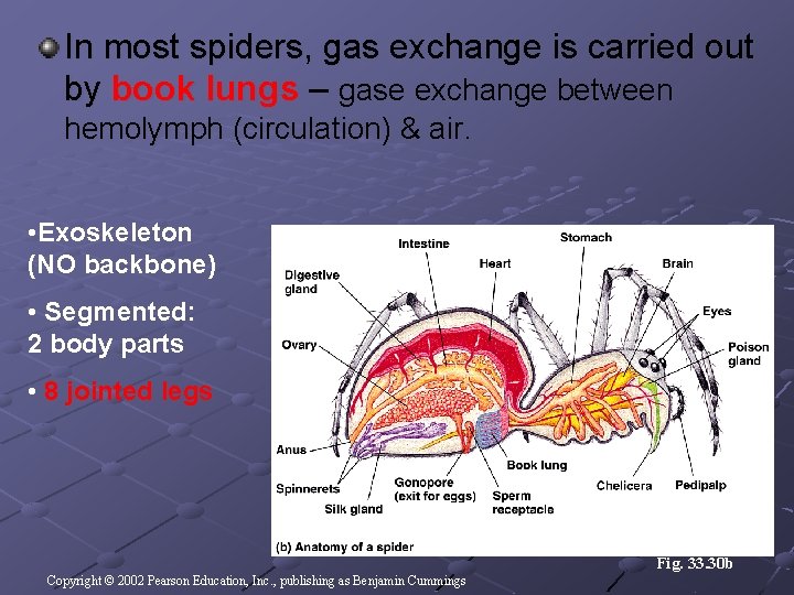 In most spiders, gas exchange is carried out by book lungs – gase exchange In most spiders, gas exchange is carried out by book lungs – gase exchange