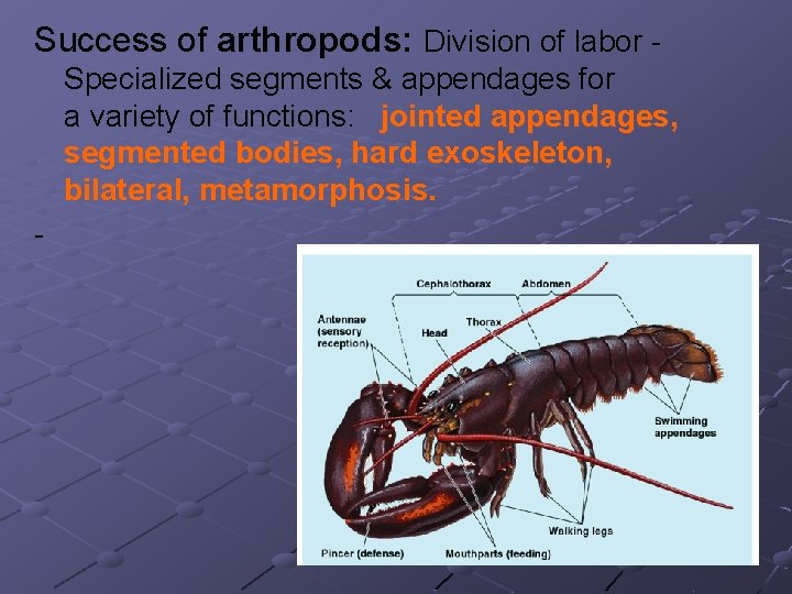 Success of arthropods: Division of labor - Specialized segments & appendages for a variety Success of arthropods: Division of labor - Specialized segments & appendages for a variety