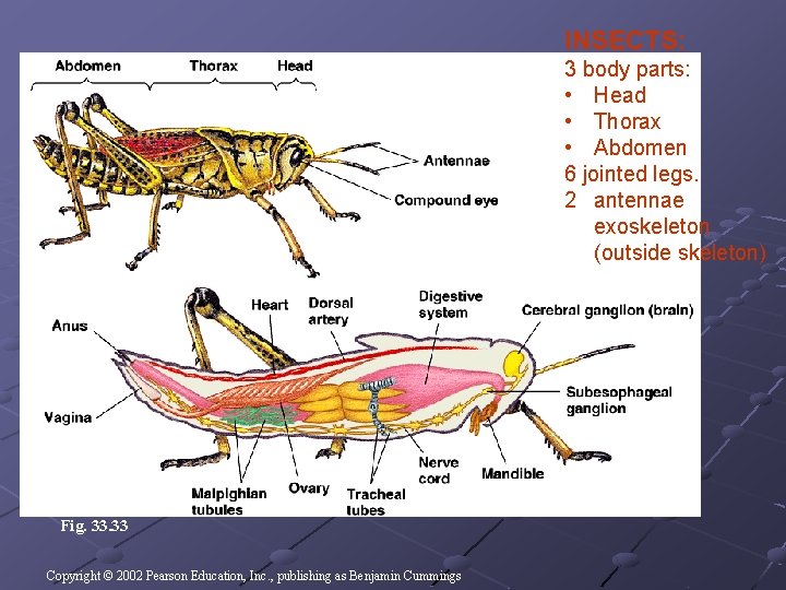 INSECTS: 3 body parts: • Head • Thorax • Abdomen 6 jointed legs. 2 INSECTS: 3 body parts: • Head • Thorax • Abdomen 6 jointed legs. 2