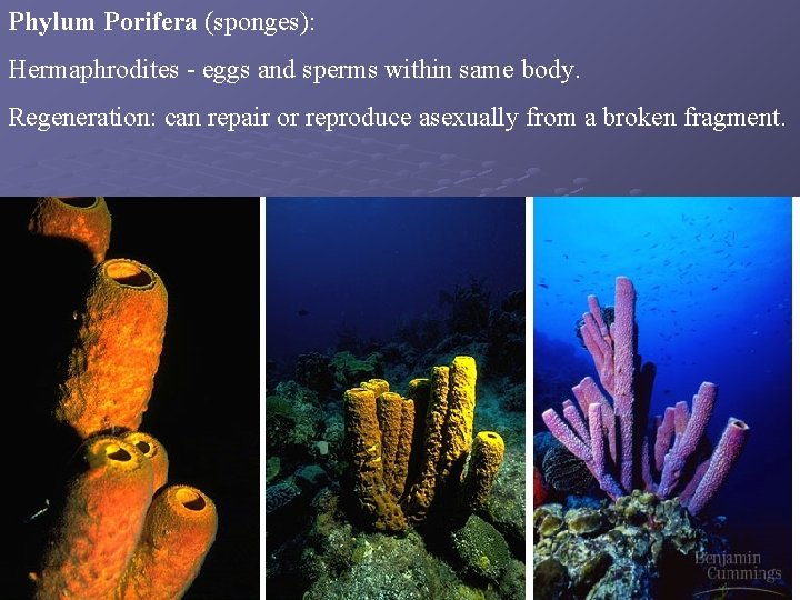 Phylum Porifera (sponges): Hermaphrodites - eggs and sperms within same body. Regeneration: can repair Phylum Porifera (sponges): Hermaphrodites - eggs and sperms within same body. Regeneration: can repair