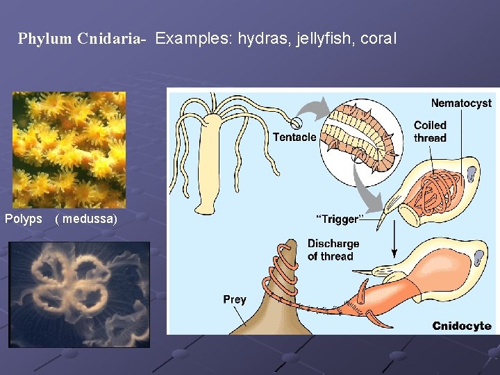 Phylum Cnidaria- Examples: hydras, jellyfish, coral Polyps ( medussa) Phylum Cnidaria- Examples: hydras, jellyfish, coral Polyps ( medussa)