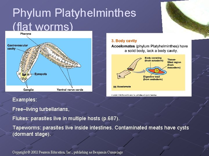 Phylum Platyhelminthes (flat worms) Examples: Free–living turbellarians, Flukes: parasites live in multiple hosts (p. Phylum Platyhelminthes (flat worms) Examples: Free–living turbellarians, Flukes: parasites live in multiple hosts (p.