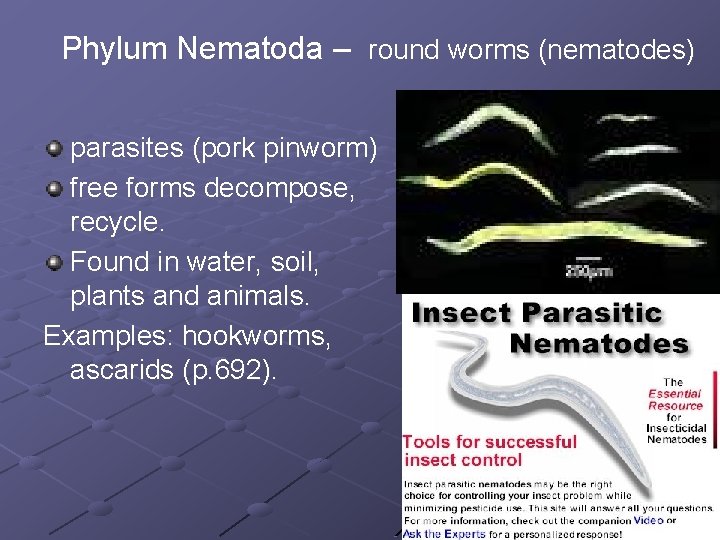 Phylum Nematoda – round worms (nematodes) parasites (pork pinworm) free forms decompose, recycle. Found Phylum Nematoda – round worms (nematodes) parasites (pork pinworm) free forms decompose, recycle. Found
