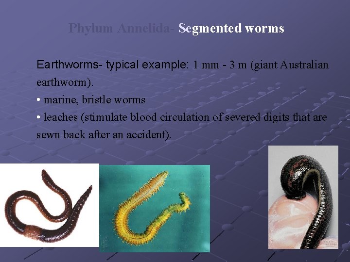 Phylum Annelida- Segmented worms Earthworms- typical example: 1 mm - 3 m (giant Australian Phylum Annelida- Segmented worms Earthworms- typical example: 1 mm - 3 m (giant Australian