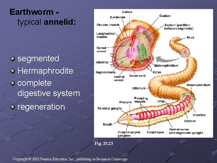 Earthworm - typical annelid: segmented Hermaphrodite complete digestive system regeneration Fig. 33. 23 Copyright Earthworm - typical annelid: segmented Hermaphrodite complete digestive system regeneration Fig. 33. 23 Copyright