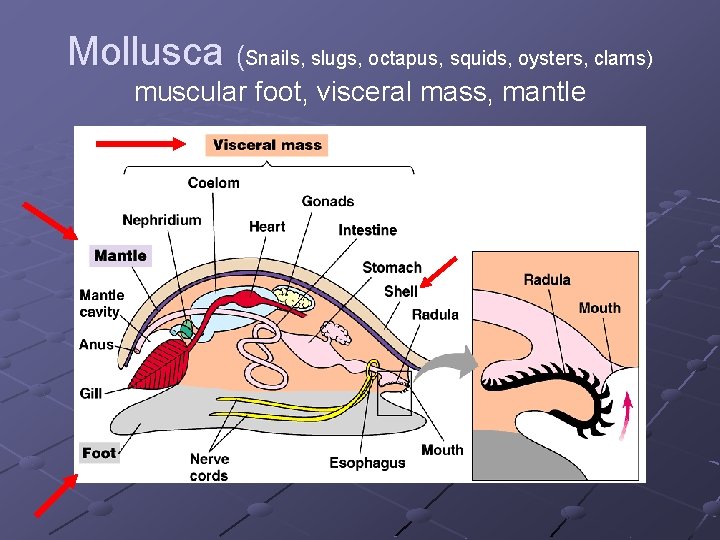 Mollusca (Snails, slugs, octapus, squids, oysters, clams) muscular foot, visceral mass, mantle Mollusca (Snails, slugs, octapus, squids, oysters, clams) muscular foot, visceral mass, mantle