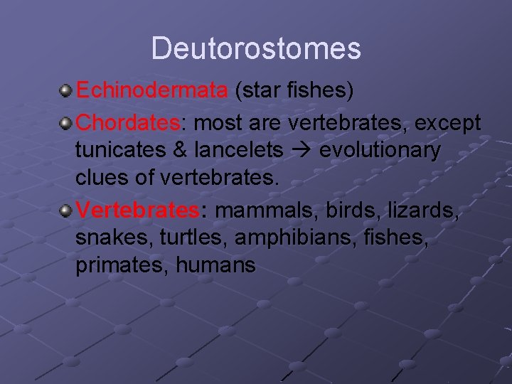 Deutorostomes Echinodermata (star fishes) Chordates: most are vertebrates, except tunicates & lancelets evolutionary clues Deutorostomes Echinodermata (star fishes) Chordates: most are vertebrates, except tunicates & lancelets evolutionary clues