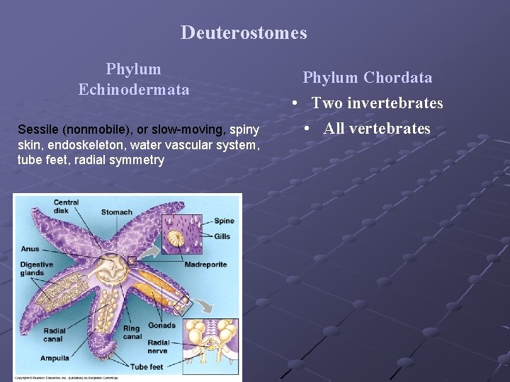 Deuterostomes Phylum Echinodermata Sessile (nonmobile), or slow-moving, spiny skin, endoskeleton, water vascular system, Deuterostomes Phylum Echinodermata Sessile (nonmobile), or slow-moving, spiny skin, endoskeleton, water vascular system,