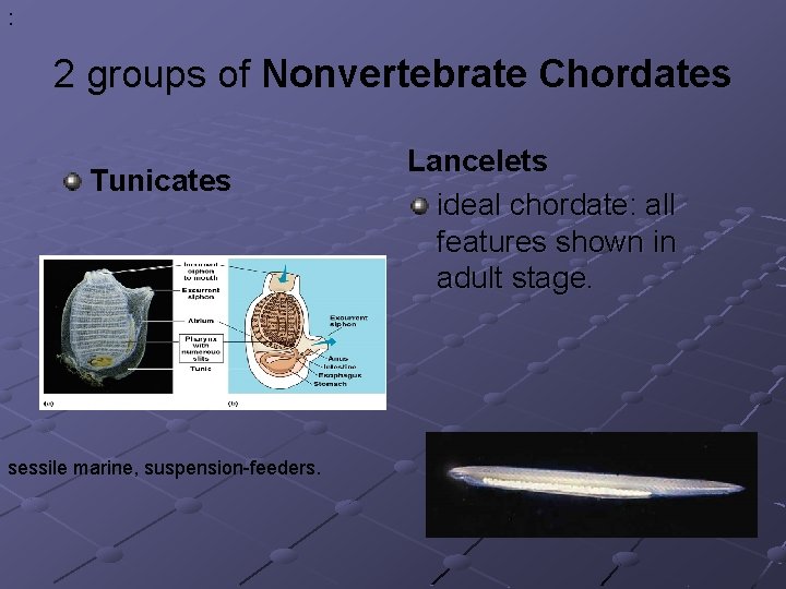 : 2 groups of Nonvertebrate Chordates Tunicates sessile marine, suspension-feeders. Lancelets ideal chordate: all : 2 groups of Nonvertebrate Chordates Tunicates sessile marine, suspension-feeders. Lancelets ideal chordate: all