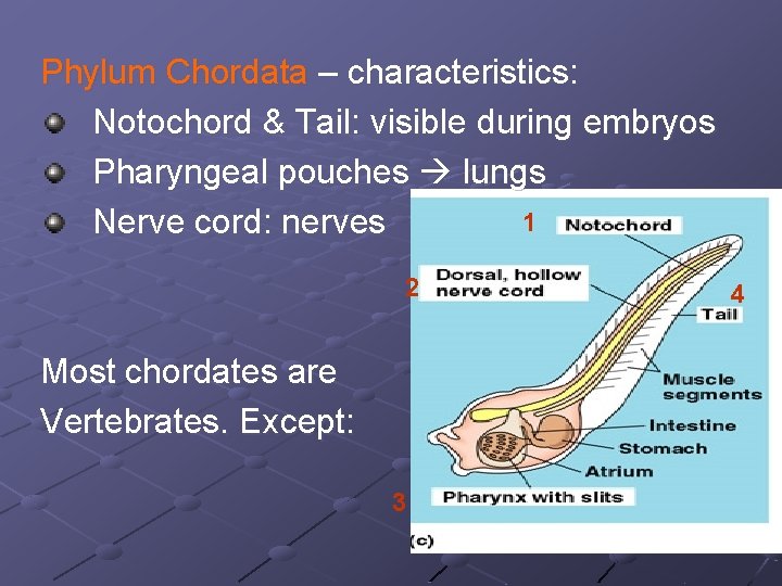 Phylum Chordata – characteristics: Notochord & Tail: visible during embryos Pharyngeal pouches lungs 1 Phylum Chordata – characteristics: Notochord & Tail: visible during embryos Pharyngeal pouches lungs 1