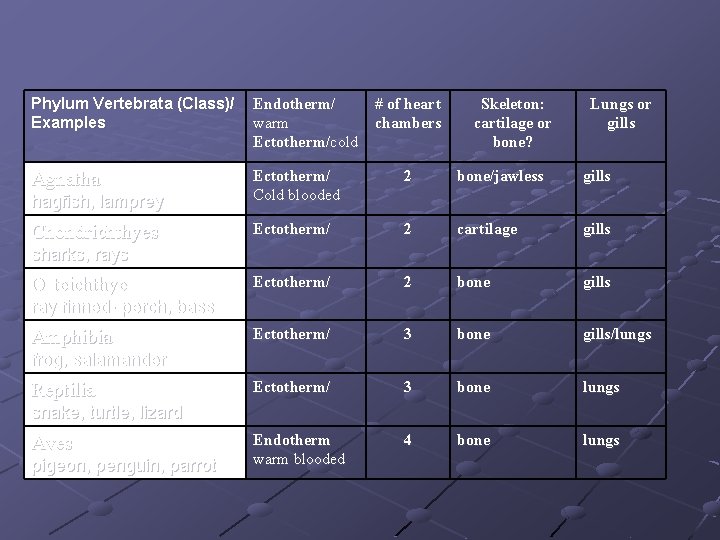 Phylum Vertebrata (Class)/ Examples Endotherm/ warm Ectotherm/cold Agnatha 2 bone/jawless gills hagfish, lamprey Ectotherm/ Phylum Vertebrata (Class)/ Examples Endotherm/ warm Ectotherm/cold Agnatha 2 bone/jawless gills hagfish, lamprey Ectotherm/