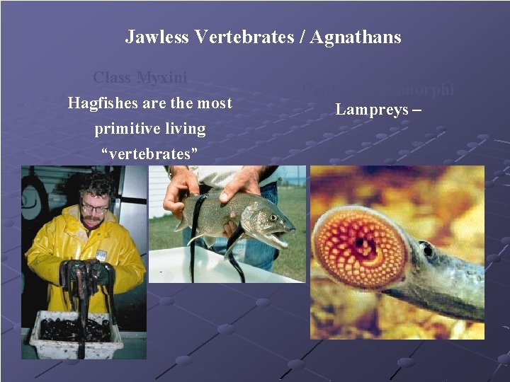Jawless Vertebrates / Agnathans Class Myxini Hagfishes are the most primitive living “vertebrates” Class Jawless Vertebrates / Agnathans Class Myxini Hagfishes are the most primitive living “vertebrates” Class