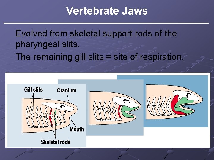 Vertebrate Jaws Evolved from skeletal support rods of the pharyngeal slits. The remaining gill Vertebrate Jaws Evolved from skeletal support rods of the pharyngeal slits. The remaining gill