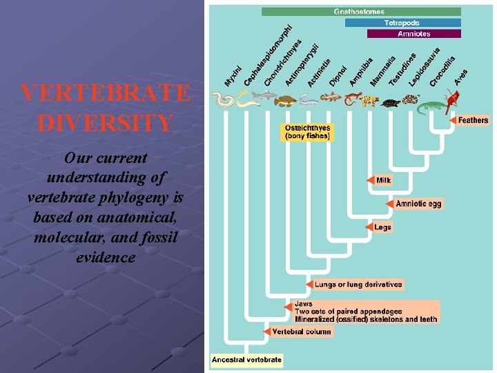 VERTEBRATE DIVERSITY Our current understanding of vertebrate phylogeny is based on anatomical, molecular, and VERTEBRATE DIVERSITY Our current understanding of vertebrate phylogeny is based on anatomical, molecular, and