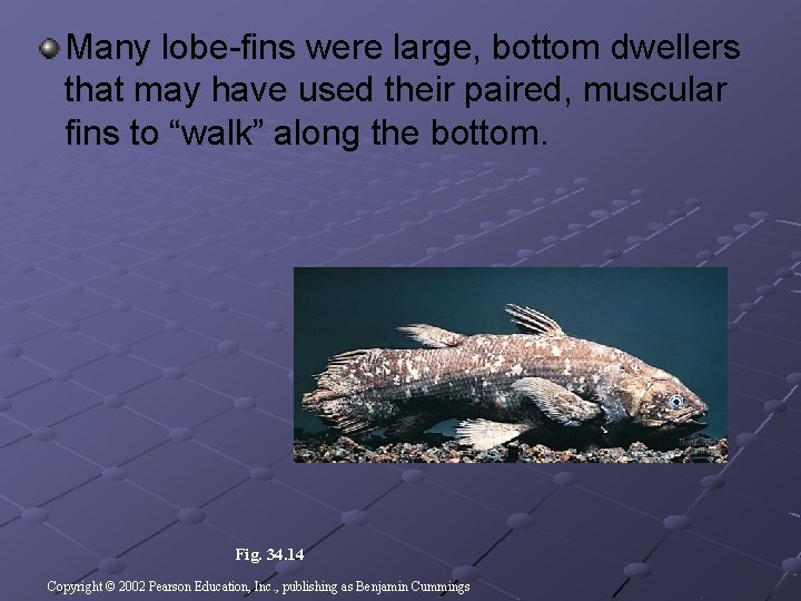 Many lobe-fins were large, bottom dwellers that may have used their paired, muscular fins Many lobe-fins were large, bottom dwellers that may have used their paired, muscular fins