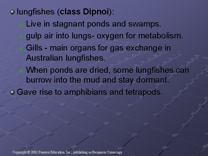lungfishes (class Dipnoi): n Live in stagnant ponds and swamps. n gulp air into lungfishes (class Dipnoi): n Live in stagnant ponds and swamps. n gulp air into