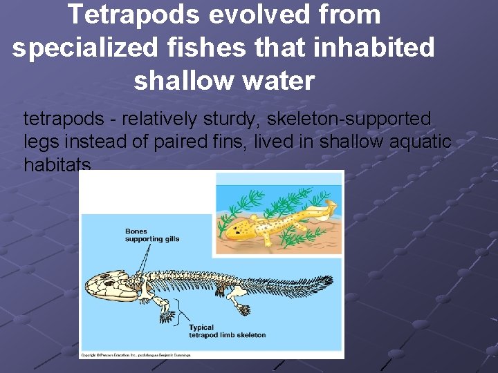 Tetrapods evolved from specialized fishes that inhabited shallow water tetrapods - relatively sturdy, skeleton-supported Tetrapods evolved from specialized fishes that inhabited shallow water tetrapods - relatively sturdy, skeleton-supported