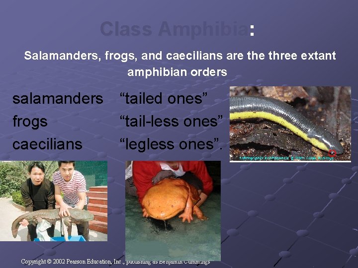 Class Amphibia: Salamanders, frogs, and caecilians are three extant amphibian orders salamanders frogs caecilians Class Amphibia: Salamanders, frogs, and caecilians are three extant amphibian orders salamanders frogs caecilians