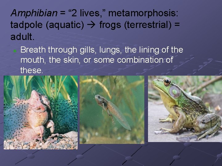 Amphibian = “ 2 lives, ” metamorphosis: tadpole (aquatic) frogs (terrestrial) = adult. n Amphibian = “ 2 lives, ” metamorphosis: tadpole (aquatic) frogs (terrestrial) = adult. n