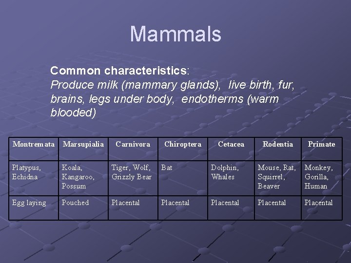 Mammals Common characteristics: Produce milk (mammary glands), live birth, fur, brains, legs under body, Mammals Common characteristics: Produce milk (mammary glands), live birth, fur, brains, legs under body,