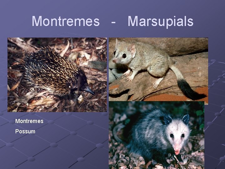 Montremes - Marsupials Montremes Possum Montremes - Marsupials Montremes Possum
