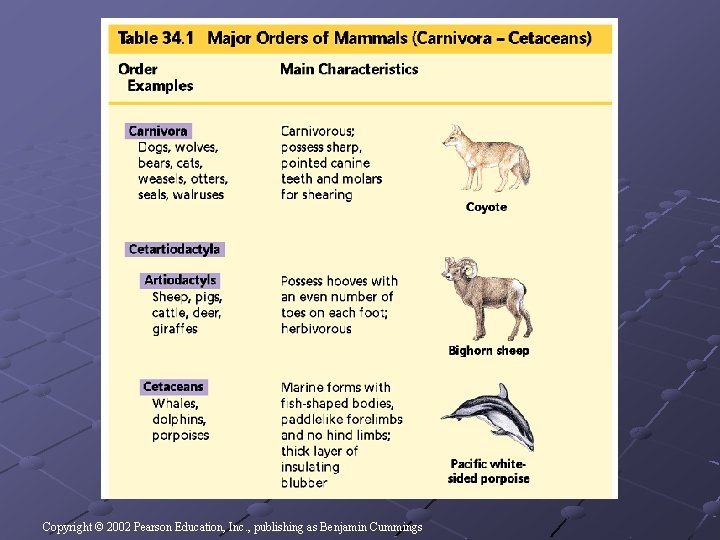 Copyright © 2002 Pearson Education, Inc. , publishing as Benjamin Cummings Copyright © 2002 Pearson Education, Inc. , publishing as Benjamin Cummings