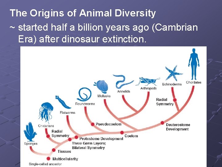 The Origins of Animal Diversity ~ started half a billion years ago (Cambrian Era) The Origins of Animal Diversity ~ started half a billion years ago (Cambrian Era)