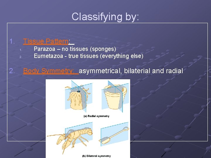 Classifying by: 1. Tissue Pattern: 1. 2. Parazoa – no tissues (sponges) Eumetazoa - Classifying by: 1. Tissue Pattern: 1. 2. Parazoa – no tissues (sponges) Eumetazoa -