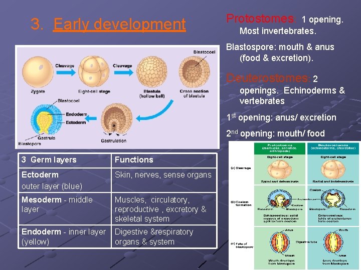 3. Early development Protostomes: 1 opening. Most invertebrates. Blastospore: mouth & anus (food & 3. Early development Protostomes: 1 opening. Most invertebrates. Blastospore: mouth & anus (food &