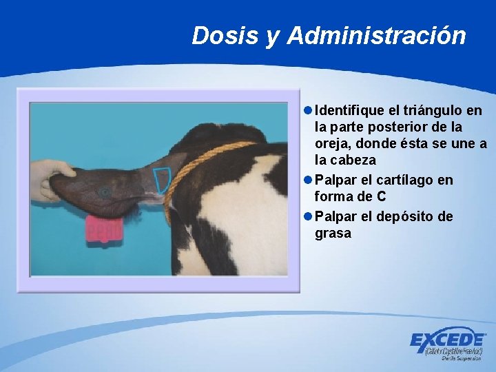 Dosis y Administración l Identifique el triángulo en la parte posterior de la oreja, Dosis y Administración l Identifique el triángulo en la parte posterior de la oreja,
