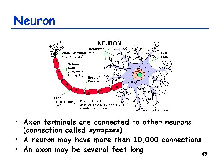 Neuron • Axon terminals are connected to other neurons (connection called synapses) • A
