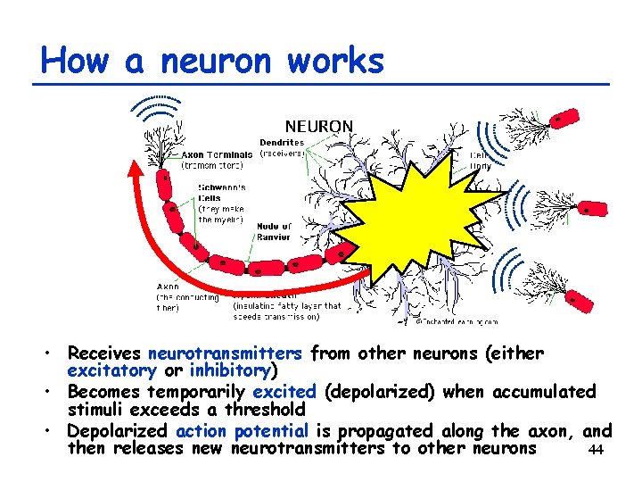 How a neuron works • Receives neurotransmitters from other neurons (either excitatory or inhibitory)