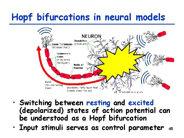 Hopf bifurcations in neural models • Switching between resting and excited (depolarized) states of