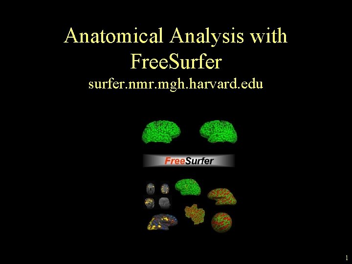 Anatomical Analysis with Free. Surfer surfer. nmr. mgh. harvard. edu 1 