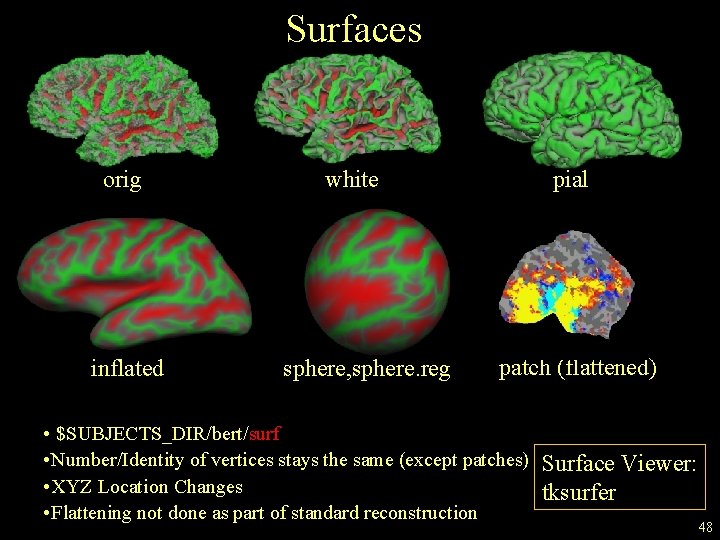 Surfaces orig inflated white sphere, sphere. reg pial patch (flattened) • $SUBJECTS_DIR/bert/surf • Number/Identity