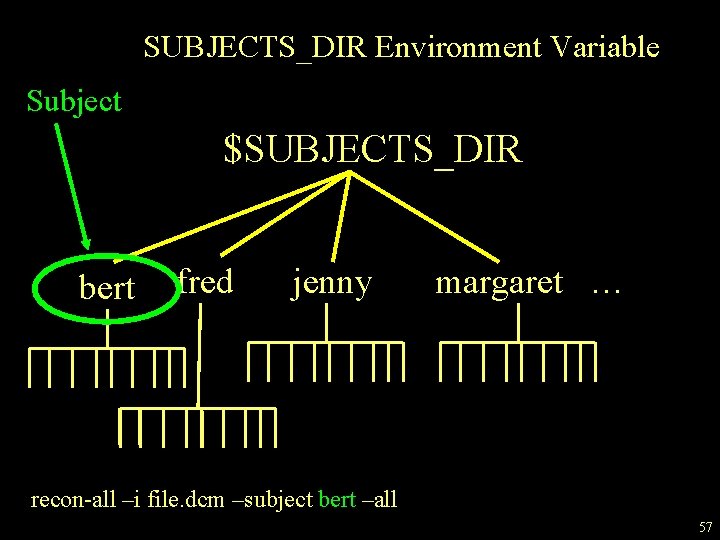 SUBJECTS_DIR Environment Variable Subject $SUBJECTS_DIR bert fred jenny margaret … recon-all –i file. dcm