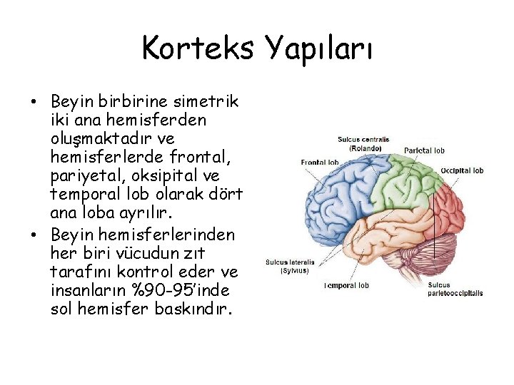 Korteks Yapıları • Beyin birbirine simetrik iki ana hemisferden oluşmaktadır ve hemisferlerde frontal, pariyetal,