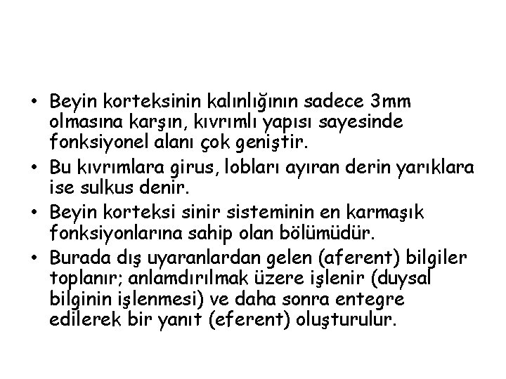  • Beyin korteksinin kalınlığının sadece 3 mm olmasına karşın, kıvrımlı yapısı sayesinde fonksiyonel